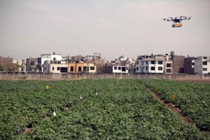 Dron sobrevolando sembrío de papa